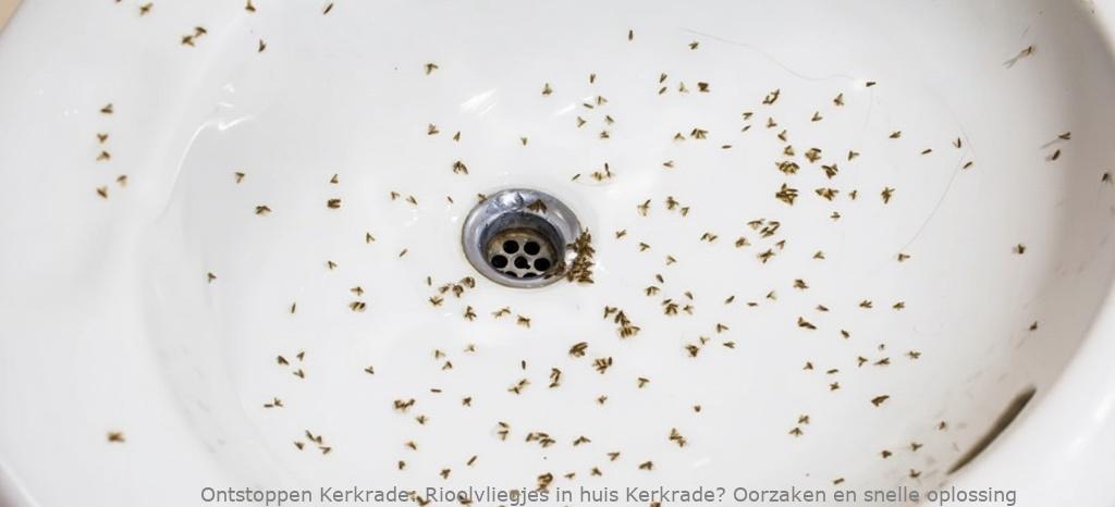 Rioolvliegjes in huis Kerkrade? Oorzaken en snelle oplossing